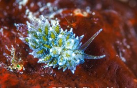 エルコラニア・コエルレア