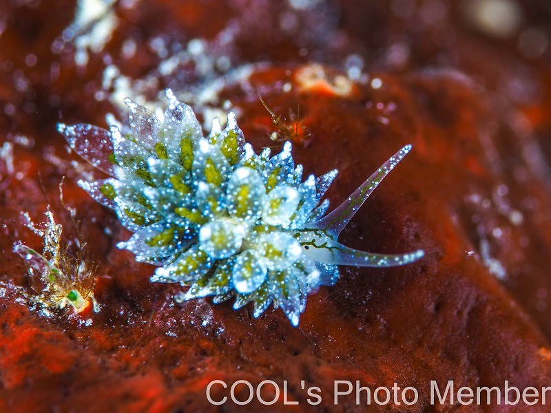 エルコラニア・コエルレア