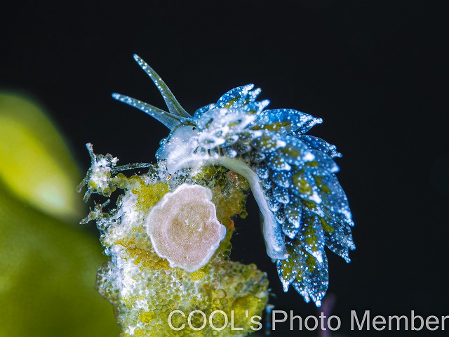 エルコラニア・コエルレア