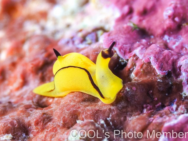 クロフチウミコチョウ