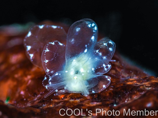 ミヤビウロコウミウシ