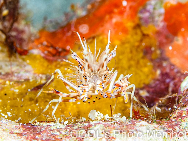 トゲツノメエビ