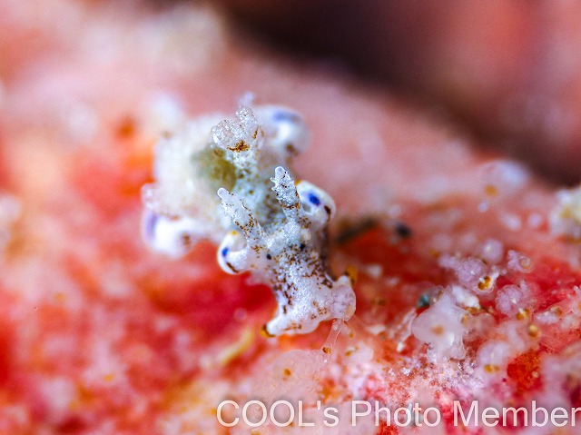 アオモンツガルウミウシ