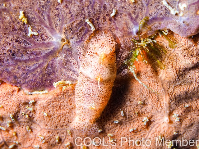 ヂェラストカリス・パロンアェ