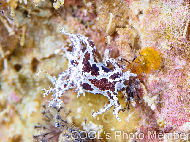 トラパニア・エウルュエイア