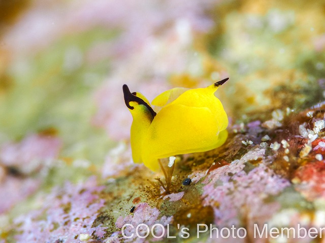 ダンボウミコチョウ