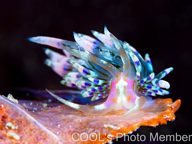 デンショクミノウミウシ