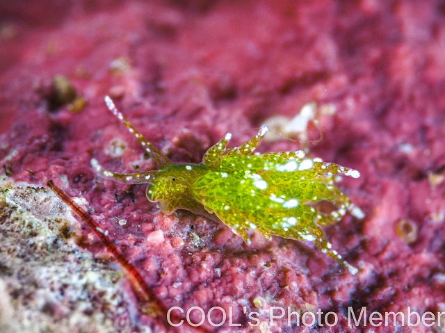 ツマグロモウミウシ属の一種1