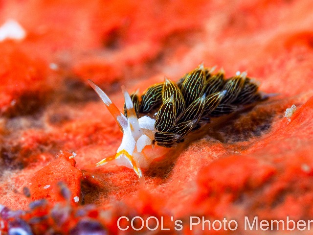 キンスジミノウミウシ