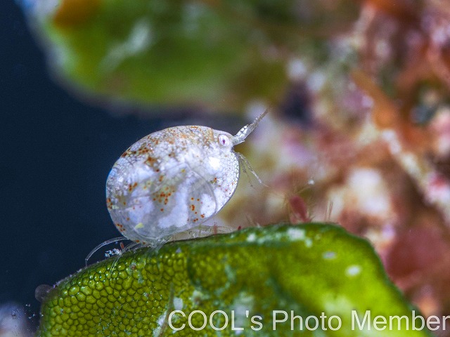 オキナワホテイヨコエビ