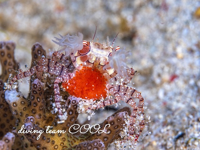 キンチャクガニ