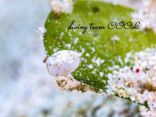 オキナワホテイヨコエビ