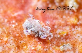 アオモンツガルウミウシ