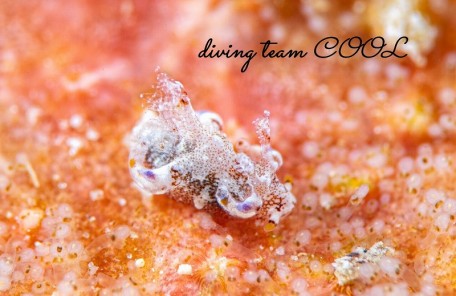 アオモンツガルウミウシ