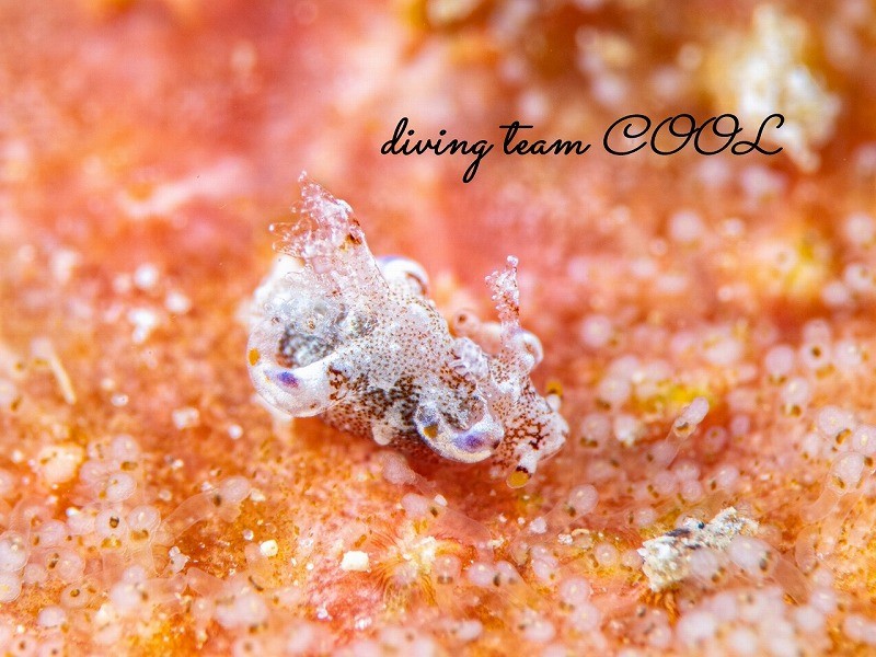 アオモンツガルウミウシ