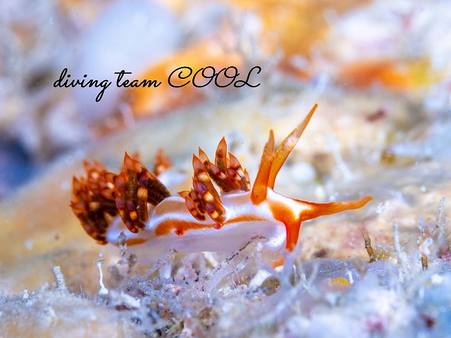 サビイロミノウミウシ