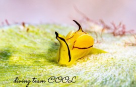 ソコドウミコチョウ