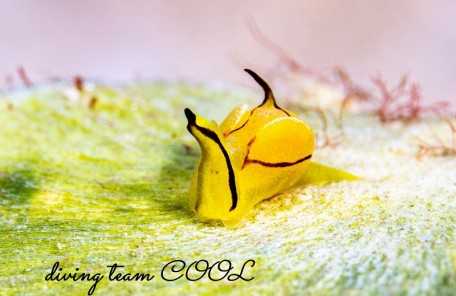 ソコドウミコチョウ