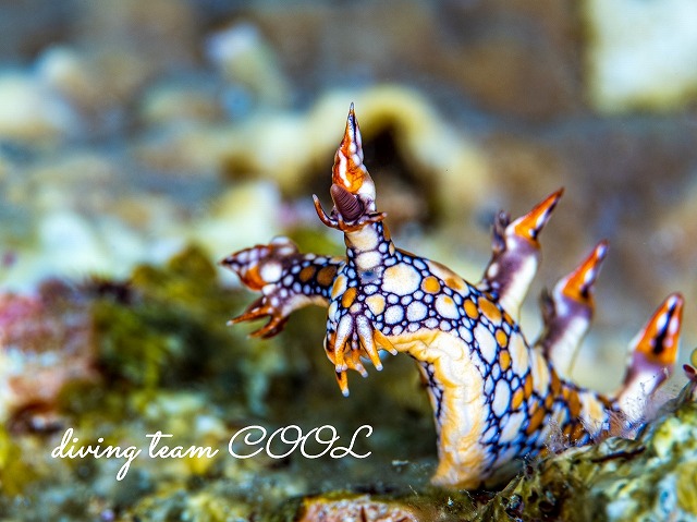 ヒオドシユビウミウシ