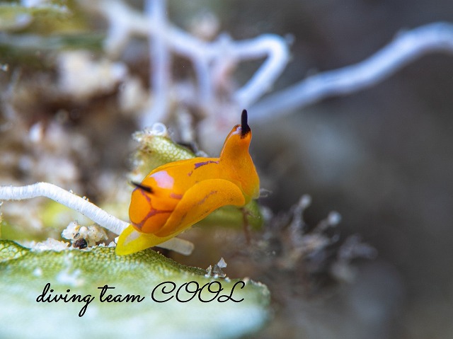 キマダラウミコチョウ