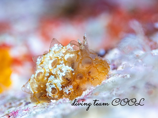 コヤナギウミウシ属の一種20