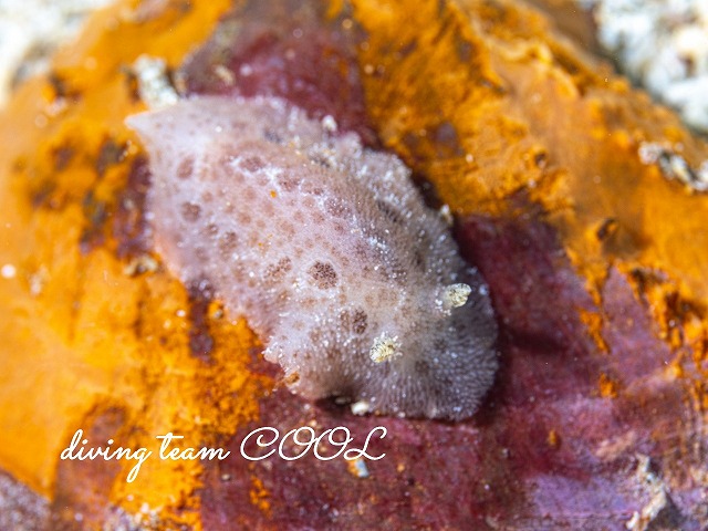 シミツキウミウシ