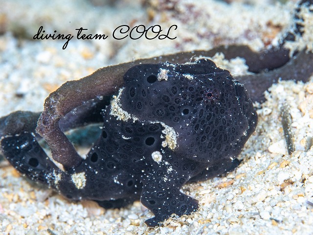 オオモンカエルアンコウ