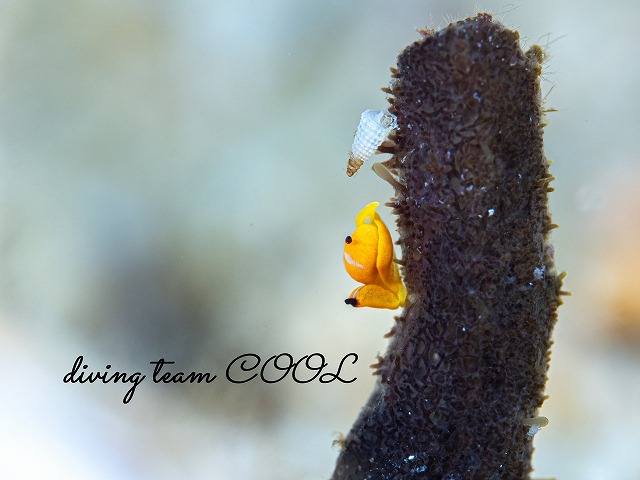 キマダラウミコチョウ