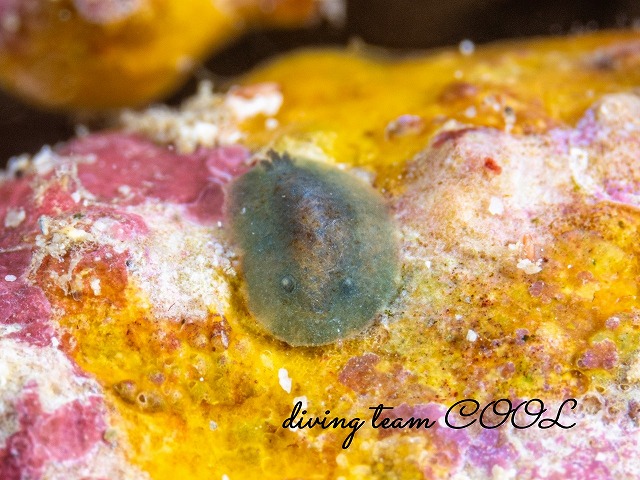 ミドリシタナシウミウシ