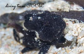 オオモンカエルアンコウ