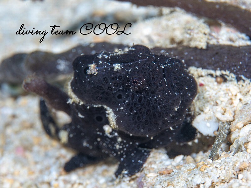 オオモンカエルアンコウ