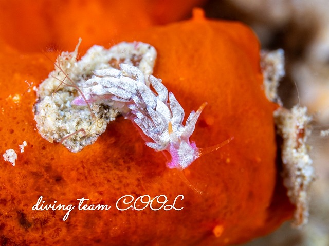 ハクトウミノウミウシ