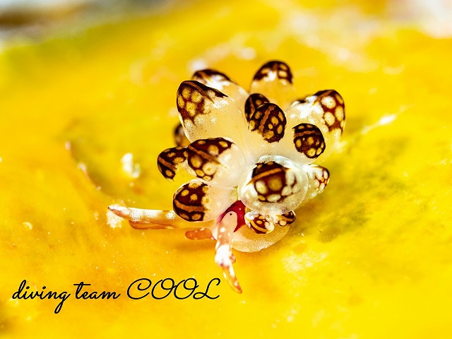 カノコウロコウミウシ