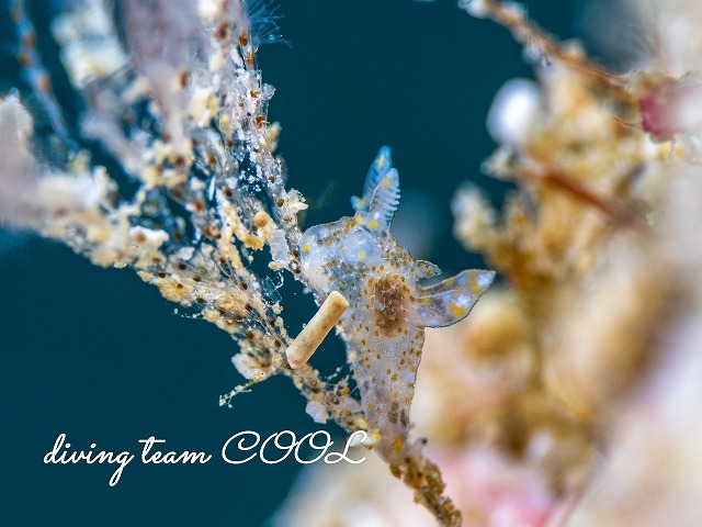 ガヒミズタマウミウシ