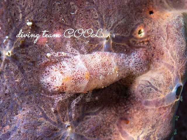 ヂェラストカリス・パロンアェ