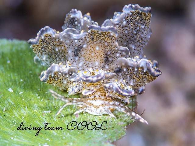 ハナビラウロコウミウシ