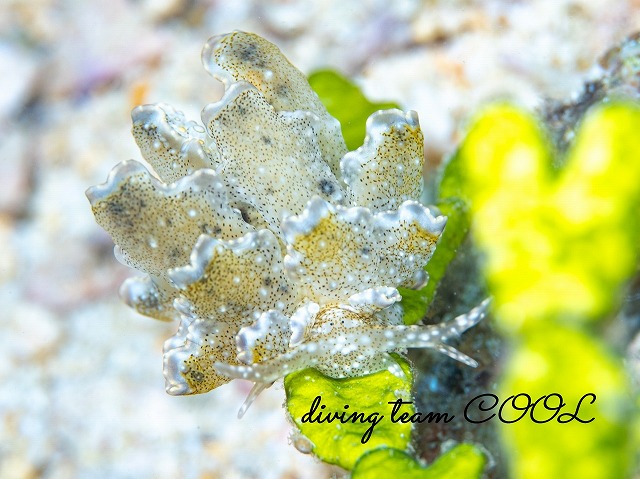 ハナビラウロコウミウシ