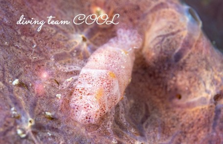 ヂェラストカリス・パロンアェ