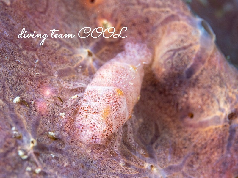 ヂェラストカリス・パロンアェ