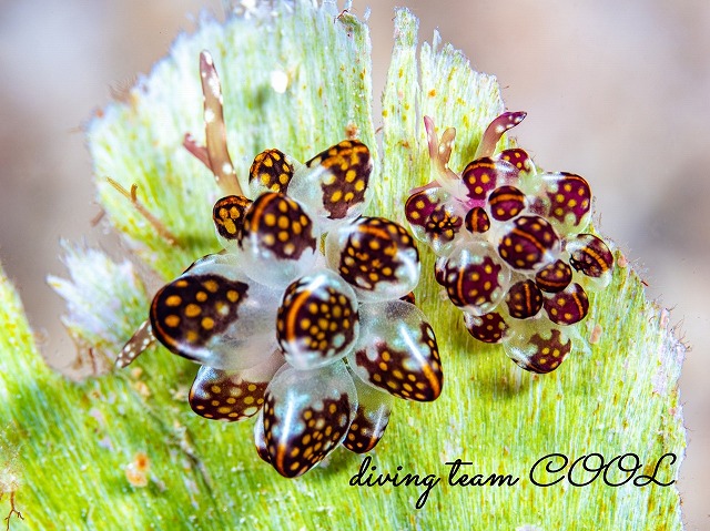 カノコウロコウミウシ