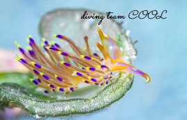 レイチェルミノウミウシ