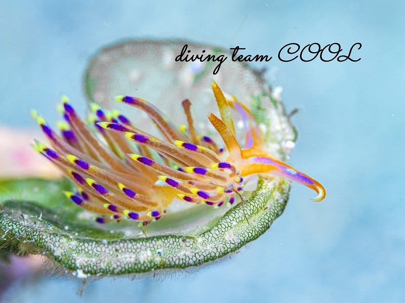 レイチェルミノウミウシ