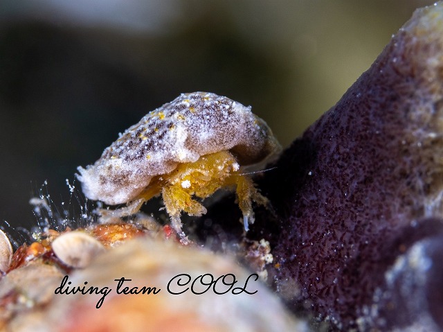 カイカムリの仲間