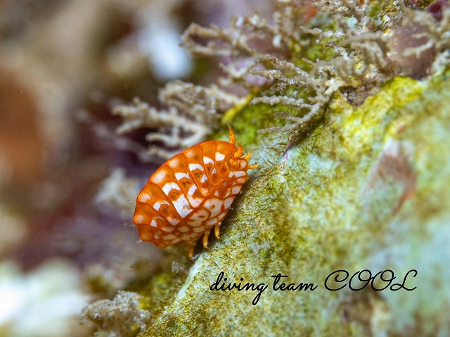 ヨコエビの仲間