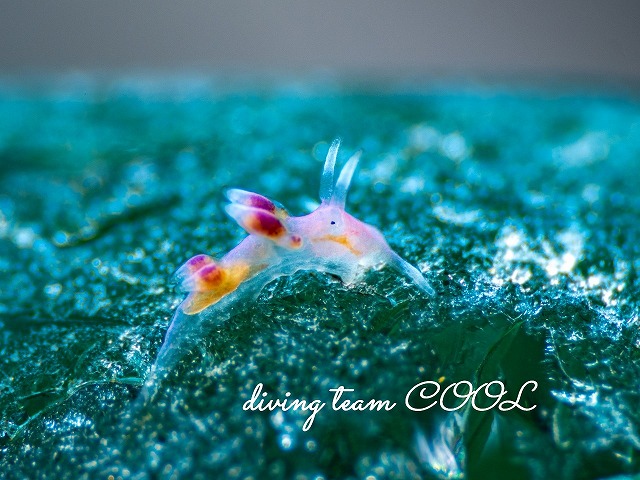 デンショクミノウミウシの幼体