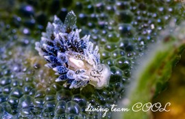 エルコラニア・コエルレア