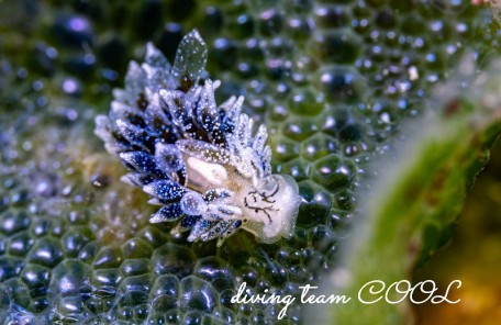 エルコラニア・コエルレア