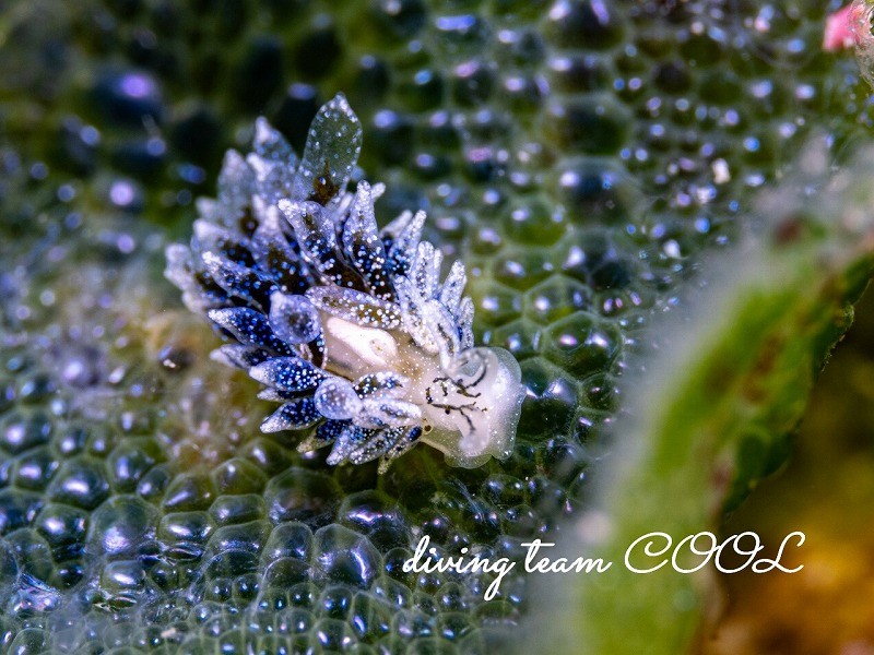 エルコラニア・コエルレア