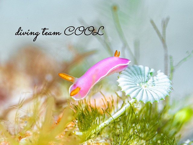 フジムスメウミウシ