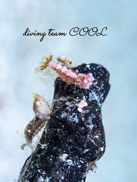 サシミシュリンプ